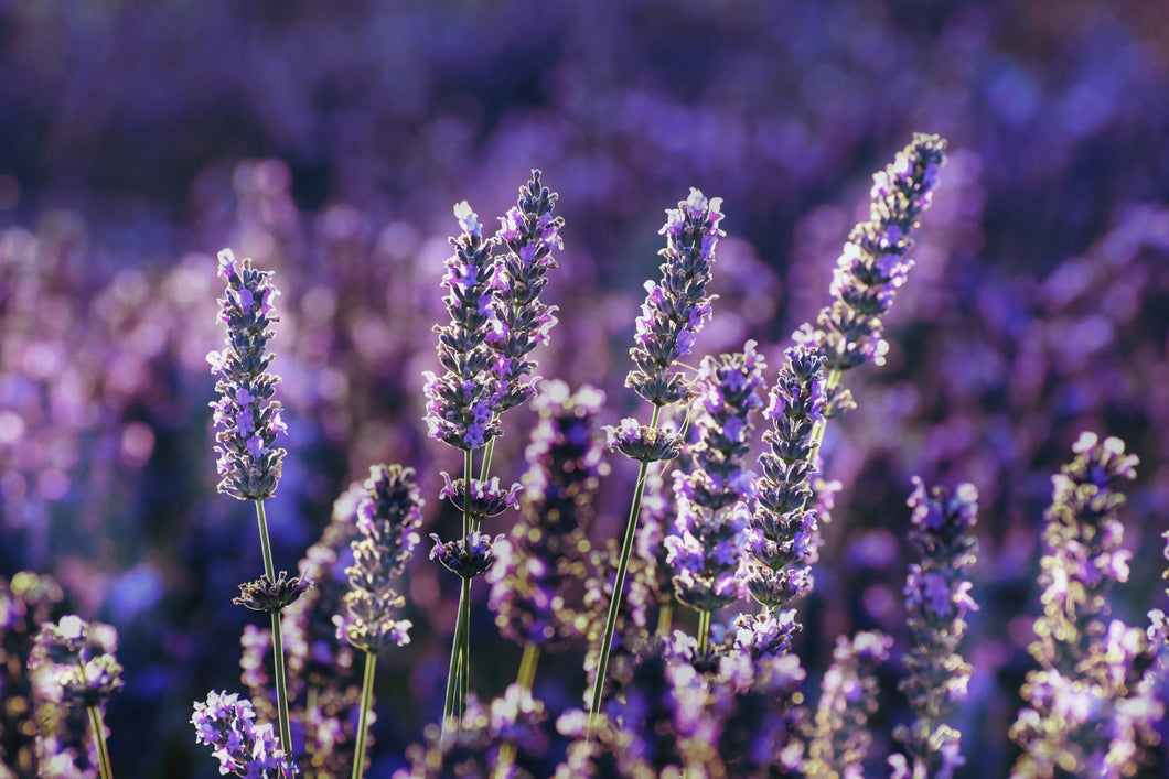 Lavender for Strengthening the Soul