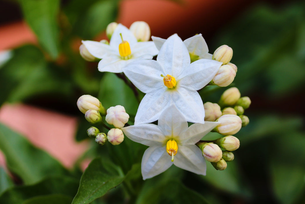 A popular frangrance for men and women, Jasmine is a classic in aromatherapy. The scent can help calm the mind and body as well as bring out positive emotions that can help alleviate stress and anxiety. Frequently used to enhance the libido and romantic ambiance, jasmine is a reliable incense to always keep on hand. 